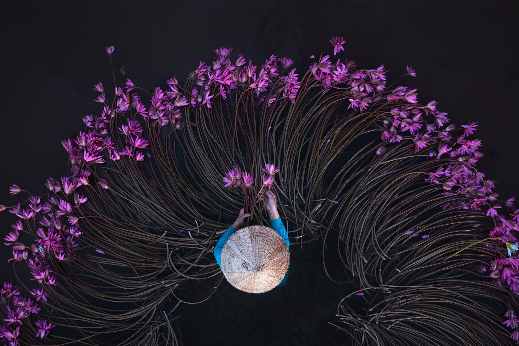 Water Lily